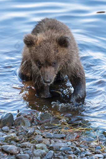 可爱的棕色（的）熊幼崽站河银行钓鱼红色的大马哈鱼鱼