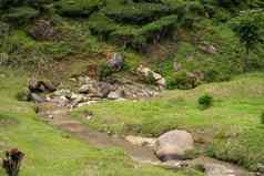 景观山绿色茶字段山河纯绿色自然