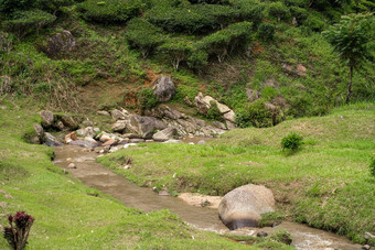 景观山<strong>绿</strong>色茶字段山河<strong>纯绿</strong>色自然