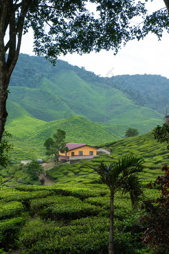 茶种植园卡梅隆谷绿色山高地马来西亚茶生产绿色灌木年轻的茶