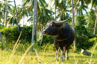 水牛大角啃食草坪上绿色热带丛林