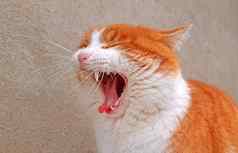 打呵欠猫关闭橙色白色猫