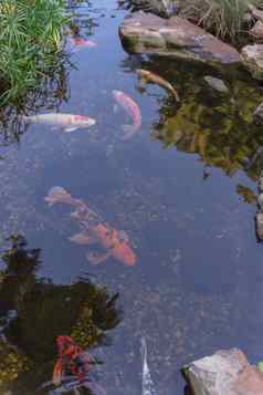 水花园景观岩石色彩斑斓的锦 鲤鱼游泳达拉斯德州美国