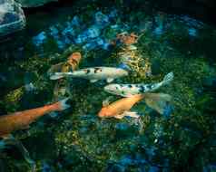 过滤后的图像混合颜色美丽的锦 鲤鱼游泳清晰的池塘植物花园达拉斯德州美国