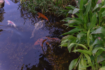 热带植物水花园色彩斑斓的锦 鲤鱼游泳达拉斯德州美国