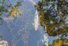 前视图美丽的锦 鲤鱼游泳清晰的池塘植物花园达拉斯德州美国