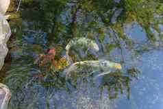 前视图美丽的锦 鲤鱼游泳清晰的池塘植物花园达拉斯德州美国