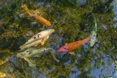 混合颜色美丽的锦 鲤鱼游泳清晰的池塘植物花园达拉斯德州美国