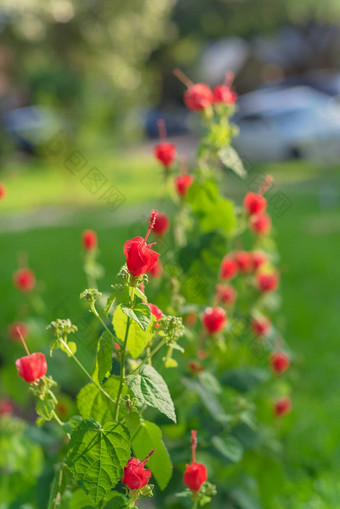 土耳其人帽锦葵鱼植物园红色的花前面院子里模糊的停汽车背景