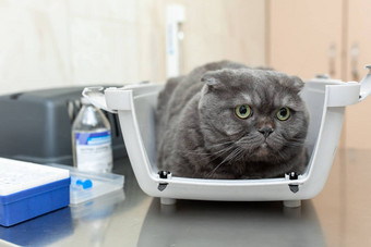 愤怒的毛茸茸的灰色的猫等待接待兽医兽医诊所坐着宠物航空公司检查兽医医生