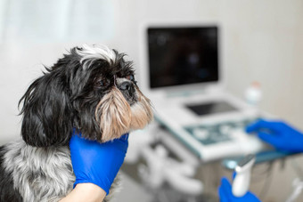 兽医准备狗受伤的眼睛超声波诊断动物健康护理概念