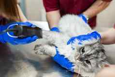 年轻的女麻醉师兽医削减爪子打字机插入导管猫手术助理持有猫兽医诊所准备猫手术