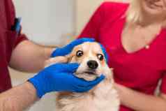 兽医医生考试威尔士矮脚狗狗操纵房间宠物诊所宠物健康护理