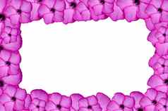 特写镜头粉红色的比戈诺尼沙漠玫瑰热带花