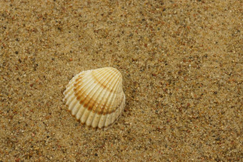 海贝壳沙子