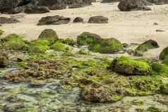 海景海洋低潮水景清晰的水石头绿色海藻日落时间海滩纯自然托马斯。海滩巴厘岛印尼