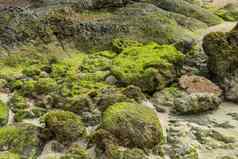 过度生长绿色藻类沿海岩石低潮关闭绿色藻类日益增长的沿海岩石低潮美丽的原始的植物纹理金小时阳光明媚的夏天