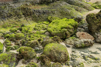 <strong>过度</strong>生长绿色藻类沿海岩石低潮关闭绿色藻类日益增长的沿海岩石低潮美丽的原始的植物纹理金小时阳光明媚的夏天