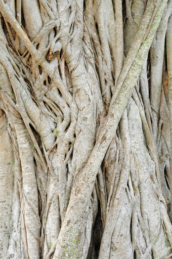 热带榕属植物树