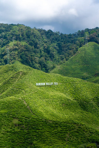 茶种植园卡梅隆谷绿色山高地马来西亚茶生产绿色灌木年轻的茶