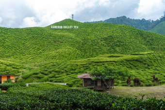 茶种植园卡梅隆谷绿色山高地马来西亚茶生产绿色灌木年轻的茶