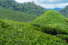 茶种植园卡梅隆谷绿色山高地马来西亚茶生产绿色灌木年轻的茶