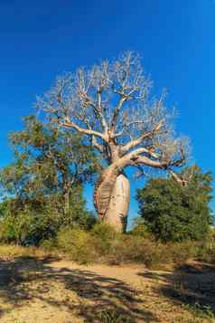 著名的猴面包树谈恋爱马达加斯加