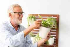 高级退休男人。采取护理小植物