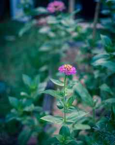 古董照片开花Zinnia花后院花园达拉斯德州美国