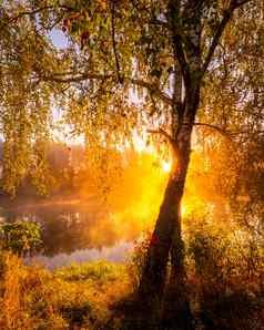 金有雾的日出池塘秋天早....树射线太阳切割反映了水