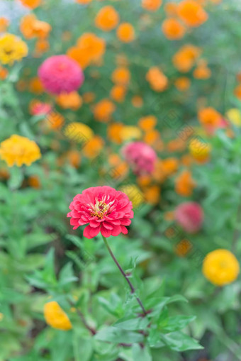 盛开的色彩斑斓的Zinnia充满活力的花床上社区分配达拉斯德州美国