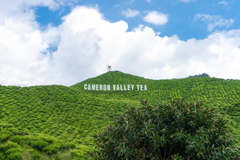 <strong>茶</strong>种植园<strong>卡</strong>梅隆谷绿色山高地马来西亚<strong>茶</strong>生产绿色灌木年轻的<strong>茶</strong>