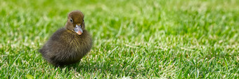 小新生儿小鸭走后院绿色草棕色（的）可爱的小鸭子运行草地场阳光明媚的一天横幅全景拍摄鸭小鸡草