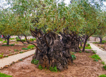 jerusalem-garden<strong>客</strong>西马尼