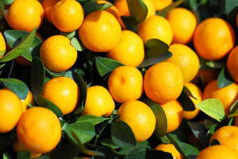 柑橘类水果中国人一年