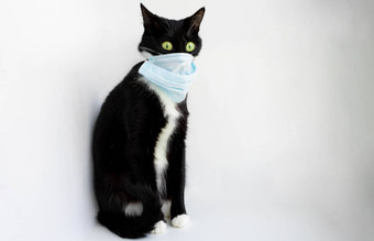 保持首页有趣的黑色的猫绿色眼睛外科手术面具脸概念感冒流感宠物冠状病毒感染兽医医学科维德感染动物