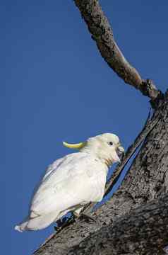 澳大利亚sulphur-crested白色凤头鹦鹉