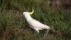 澳大利亚sulphur-crested白色凤头鹦鹉