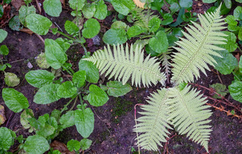 花园<strong>蕨类植物</strong>种植<strong>蕨类植物蕨类植物</strong>床