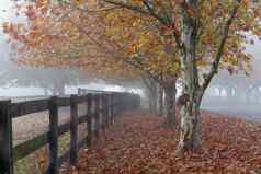 行树多雾的秋天早....农村农村