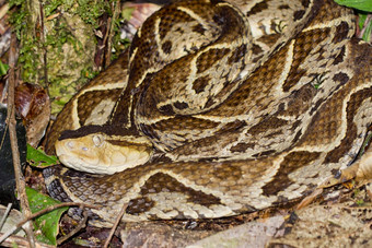 fer-de-lance<strong>毒蛇</strong>丝绒<strong>毒蛇</strong>热带热带雨林科斯塔黎加