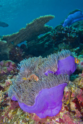 黑鳍anemonefish珊瑚礁南阿里环礁马尔代夫