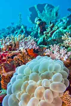 泡沫珊瑚多石的珊瑚北苏拉威西岛印尼
