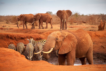 大红色的大象斑马<strong>水潭</strong>Safari