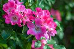 艳丽的粉红色的花园玫瑰内amorina盛开的夏天花园