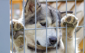 好<strong>牧羊人</strong>阿拉斯加雪橇犬伤心脸特写镜头