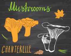 蘑菇草图涂鸦手画集鸡油菌蘑菇叶子向量插图黑板