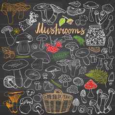 蘑菇草图涂鸦手画集类型可食用的可食用的蘑菇向量图标黑板背景