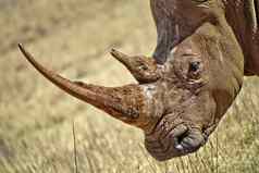 白色犀牛犀牛狮子自然储备南非洲