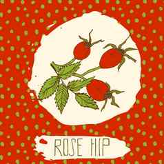 dogrose手画勾勒出水果叶背景点模式涂鸦向量玫瑰臀部标志标签品牌身份
